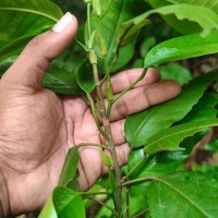 Anthoshorea hulanidda (Kosterm.) P.S.Ashton & J.Heck. Kosterm.