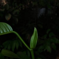 Anthoshorea hulanidda (Kosterm.) P.S.Ashton & J.Heck. Kosterm.