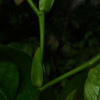 Anthoshorea hulanidda (Kosterm.) P.S.Ashton & J.Heck. Kosterm.