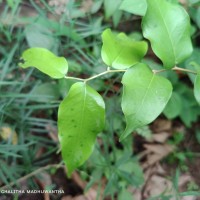 Hopea brevipetiolaris (Thwaites ex Trimen) P.S.Ashton