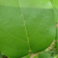 Hopea brevipetiolaris (Thwaites ex Trimen) P.S.Ashton