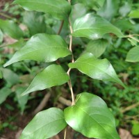 Hopea brevipetiolaris (Thwaites ex Trimen) P.S.Ashton