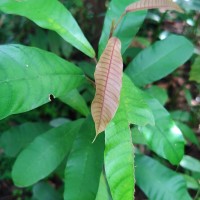 Vateria copallifera (Retz.) Alston