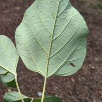 Gmelina arborea Roxb. ex Sm.