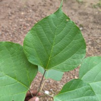 Gmelina arborea Roxb. ex Sm.