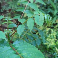 Zanthoxylum rhetsa (Roxb.) DC.