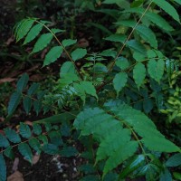 Zanthoxylum rhetsa (Roxb.) DC.