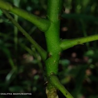 Zanthoxylum rhetsa (Roxb.) DC.