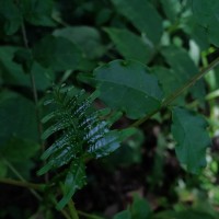 Zanthoxylum rhetsa (Roxb.) DC.
