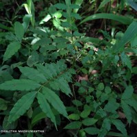 Zanthoxylum rhetsa (Roxb.) DC.
