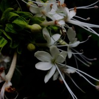 Clerodendrum infortunatum L.