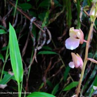 Eulophia nuda Lindl.