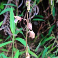Eulophia nuda Lindl.