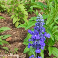 Salvia farinacea Benth.
