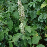 Nicoteba betonica (L.) Lindau
