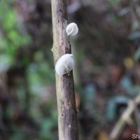 Marasmiellus  candidus (Fr.) Singer