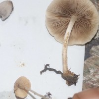 Candolleomyces cf. candolleana
