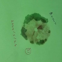 Candolleomyces cf. candolleana