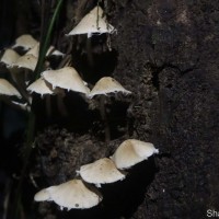 <i>Candolleomyces cf.</i> candolleana
