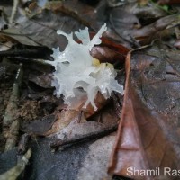 <i>Tremella fuciformis</i> Berk.(1856)