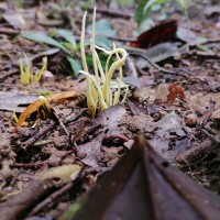 Clavulinopsis sp. Overeem 1923
