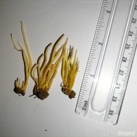 Clavulinopsis sp. Overeem 1923