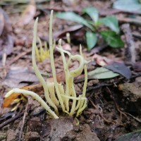 <i>Clavulinopsis sp.</i> Overeem 1923