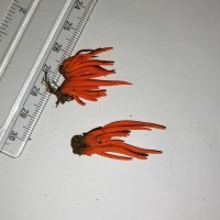 Clavulinopsis miyabeana Seiya Ito 1955