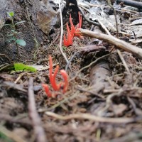 <i>Clavulinopsis miyabeana</i> Seiya Ito 1955