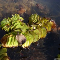 Salvinia molesta D.Mitch.