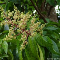 Mangifera indica L.
