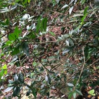 Rinorea decora (Trimen) Melch.