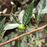 Rinorea decora (Trimen) Melch.