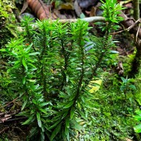 Huperzia javanica  (Sw.) C.Y.Yang.