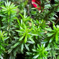 Huperzia javanica  (Sw.) C.Y.Yang.