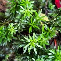 Huperzia javanica  (Sw.) C.Y.Yang.