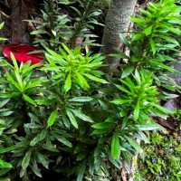 Huperzia javanica  (Sw.) C.Y.Yang.