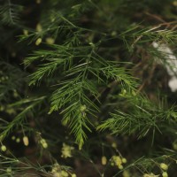 Asparagus officinalis L.