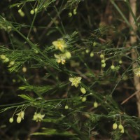 Asparagus officinalis L.