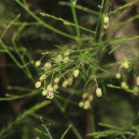 Asparagus officinalis L.