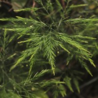 Asparagus officinalis L.