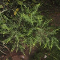 Asparagus officinalis L.