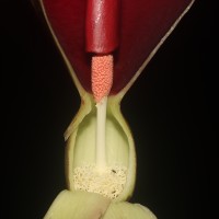 Typhonium trilobatum (L.) Schott