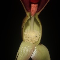 Typhonium trilobatum (L.) Schott