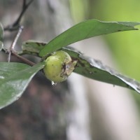 Eugenia haeckeliana Trimen