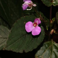 Impatiens subcordata Arn.