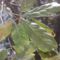 Sapindus trifoliatus L.