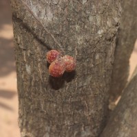 Sapindus trifoliatus L.