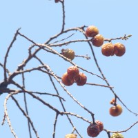 Sapindus trifoliatus L.