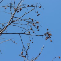 Sapindus trifoliatus L.